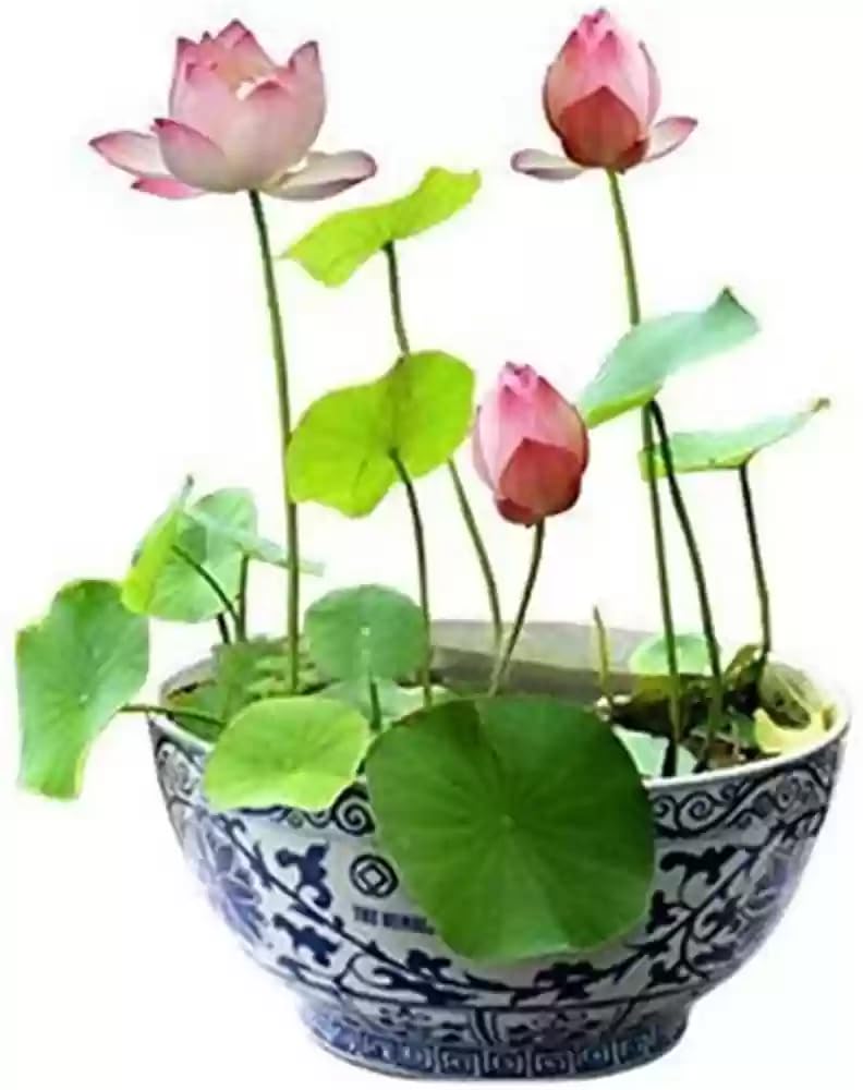 50 Lotus Flower Seeds For Home Garden Planting