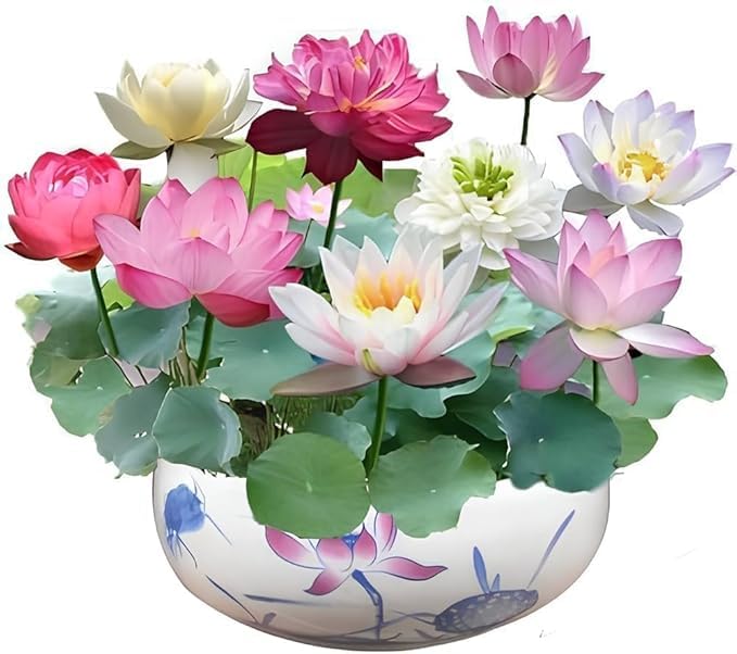 50 Lotus Flower Seeds For Home Garden Planting