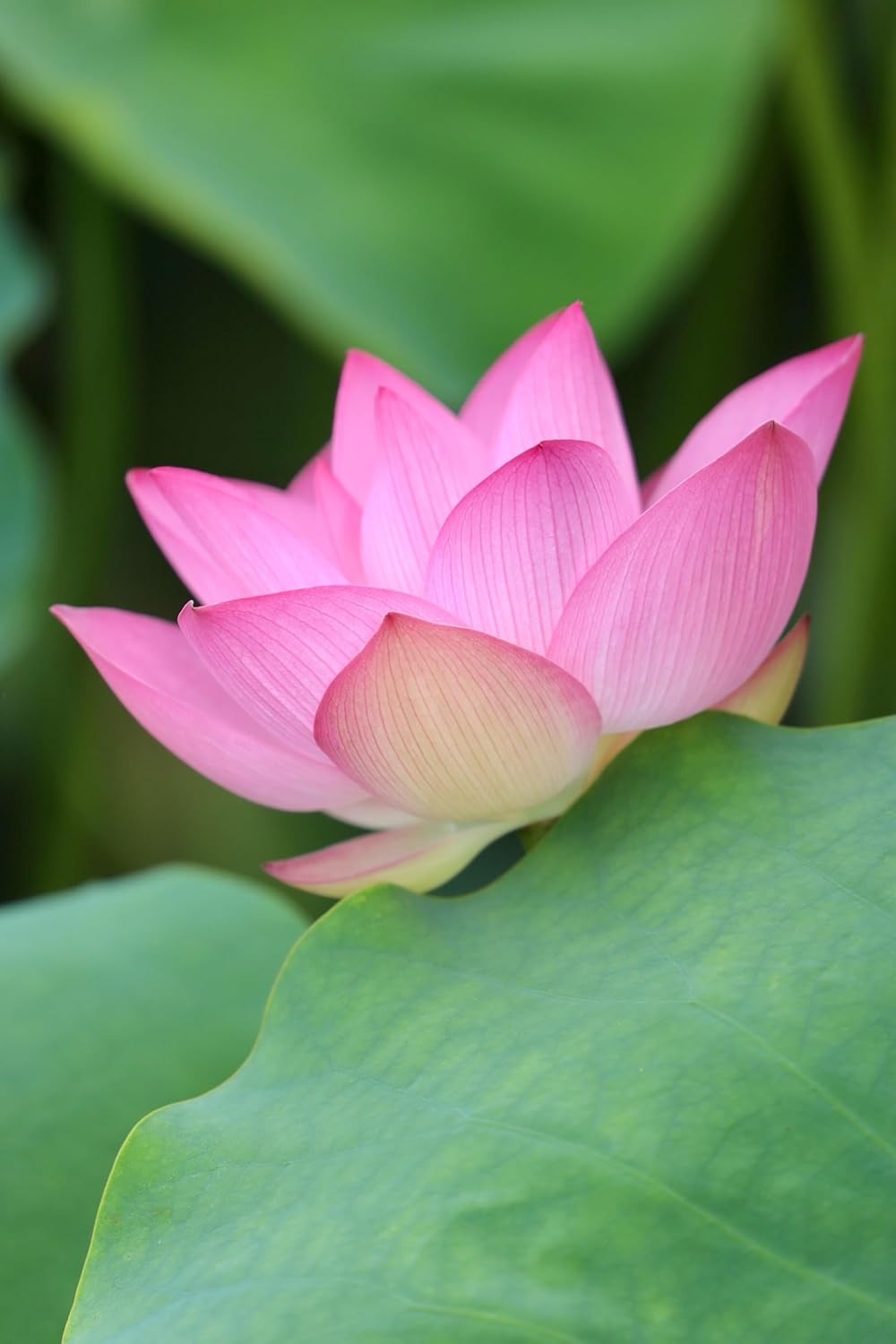 50 Lotus Flower Seeds For Home Garden Planting
