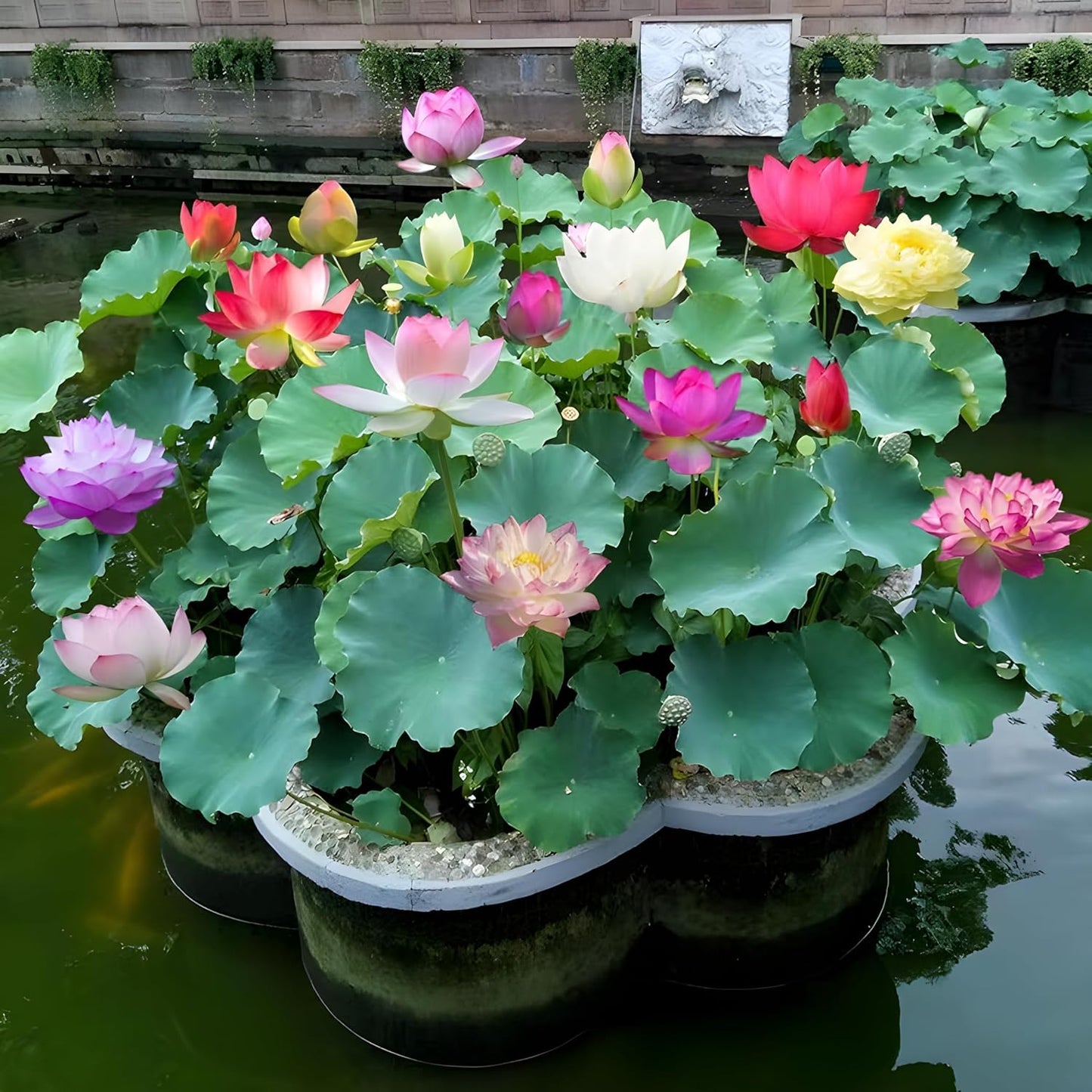 50 Lotus Flower Seeds For Home Garden Planting