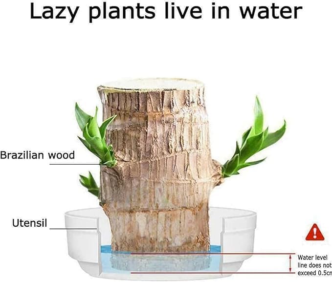 Green Lucky Brazil Wood Plant (Pack of 2) – Indoor Feng Shui Decor