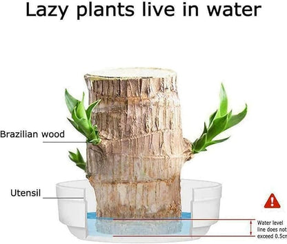 Green Lucky Brazil Wood Plant (Pack of 2) – Indoor Feng Shui Decor