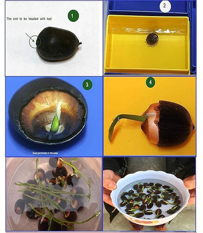 Lotus Flower Seeds For Home Garden Planting (Pack Of 100)