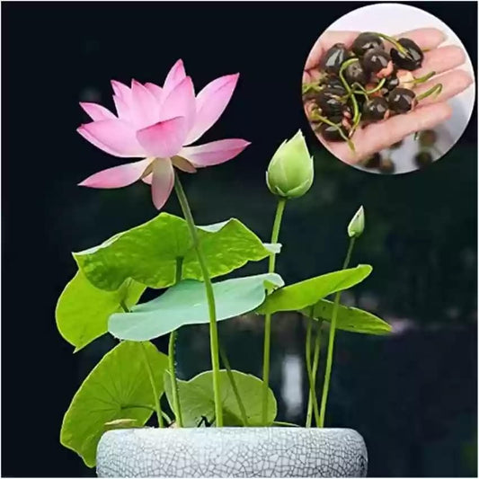 50 Lotus Flower Seeds For Home Garden Planting