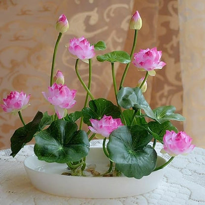 Buy Lotus 40 Seeds with Plant Growth Booster – Easy Germination