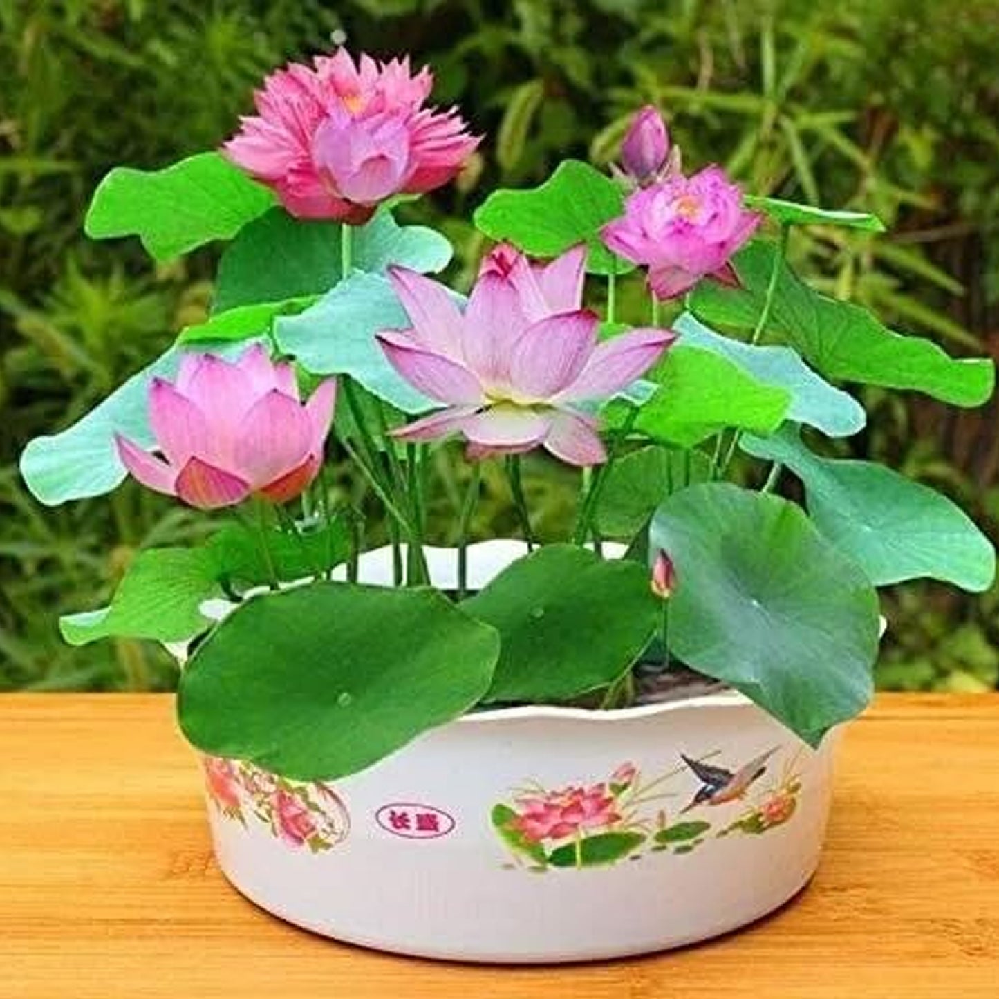 Buy Lotus 40 Seeds with Plant Growth Booster – Easy Germination