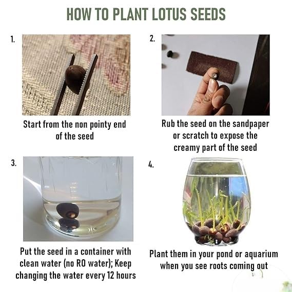 Lotus Flower Seeds For Home Garden Planting (Pack Of 100)
