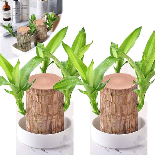 Green Lucky Brazil Wood Plant (Pack of 2) – Indoor Feng Shui Decor