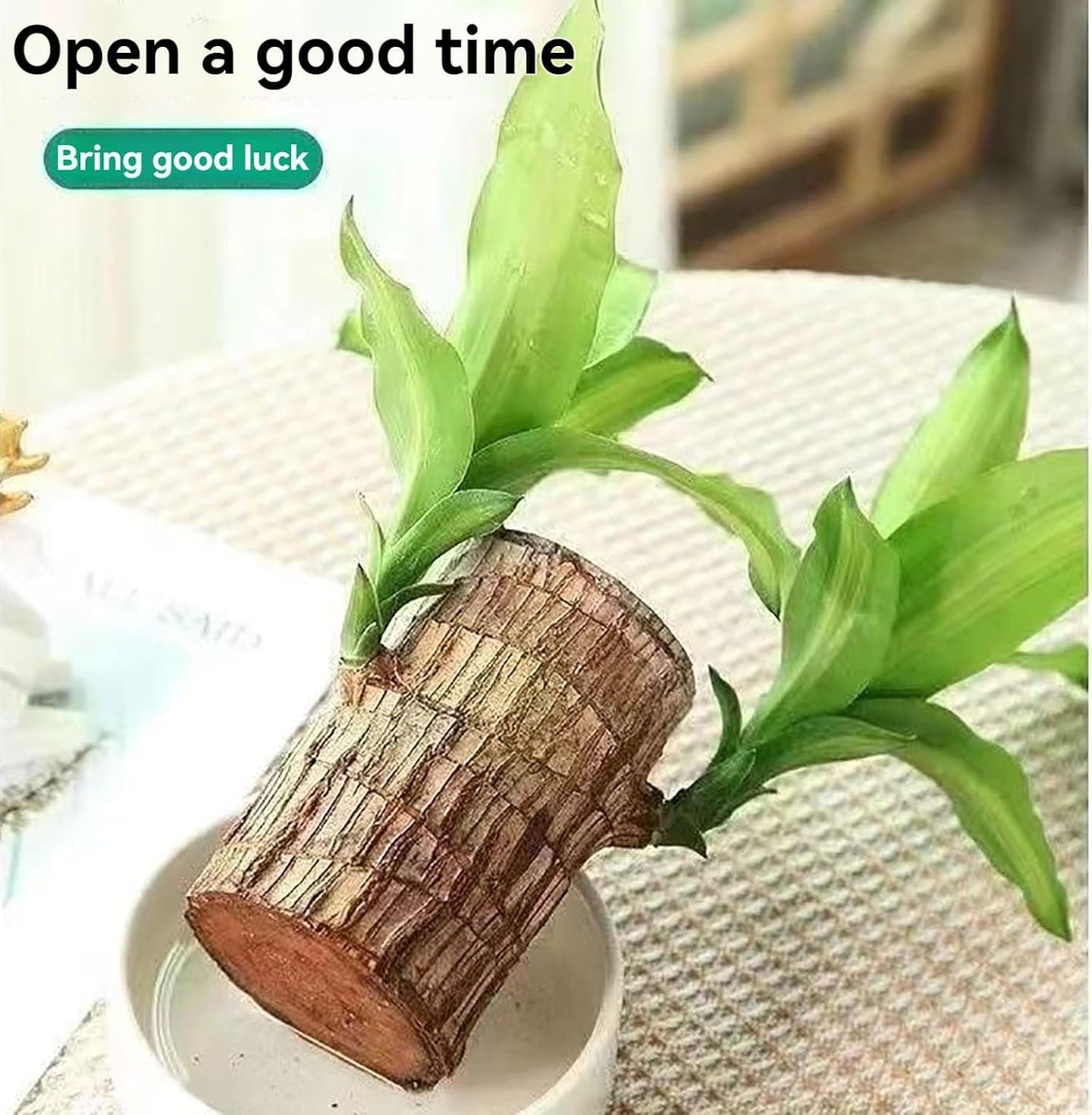 Green Lucky Brazil Wood Plant (Pack of 2) – Indoor Feng Shui Decor