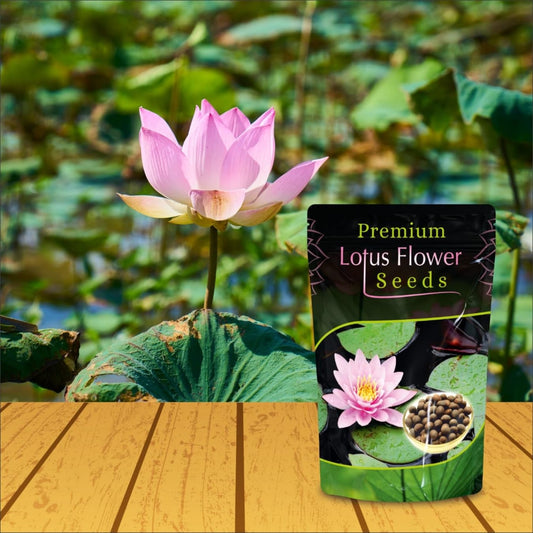 Lotus Flower Seeds for Planting ( 20 Seeds )