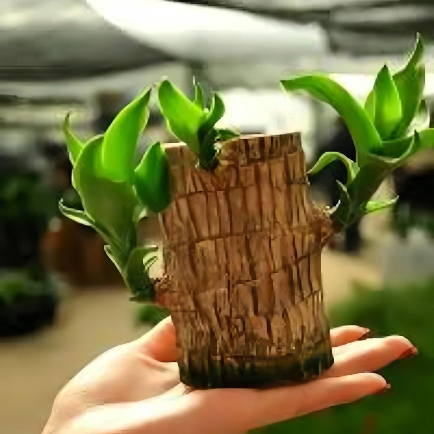Green Lucky Brazil Wood Plant (Pack of 2) – Indoor Feng Shui Decor