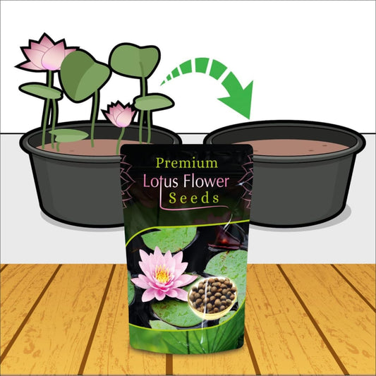 Lotus Flower Seeds for Planting ( 20 Seeds )
