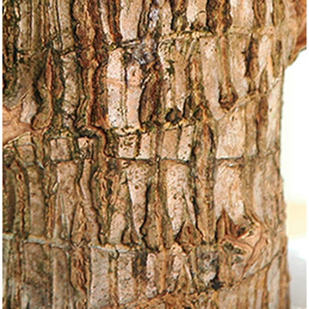 Green Lucky Brazil Wood Plant (Pack of 2) – Indoor Feng Shui Decor