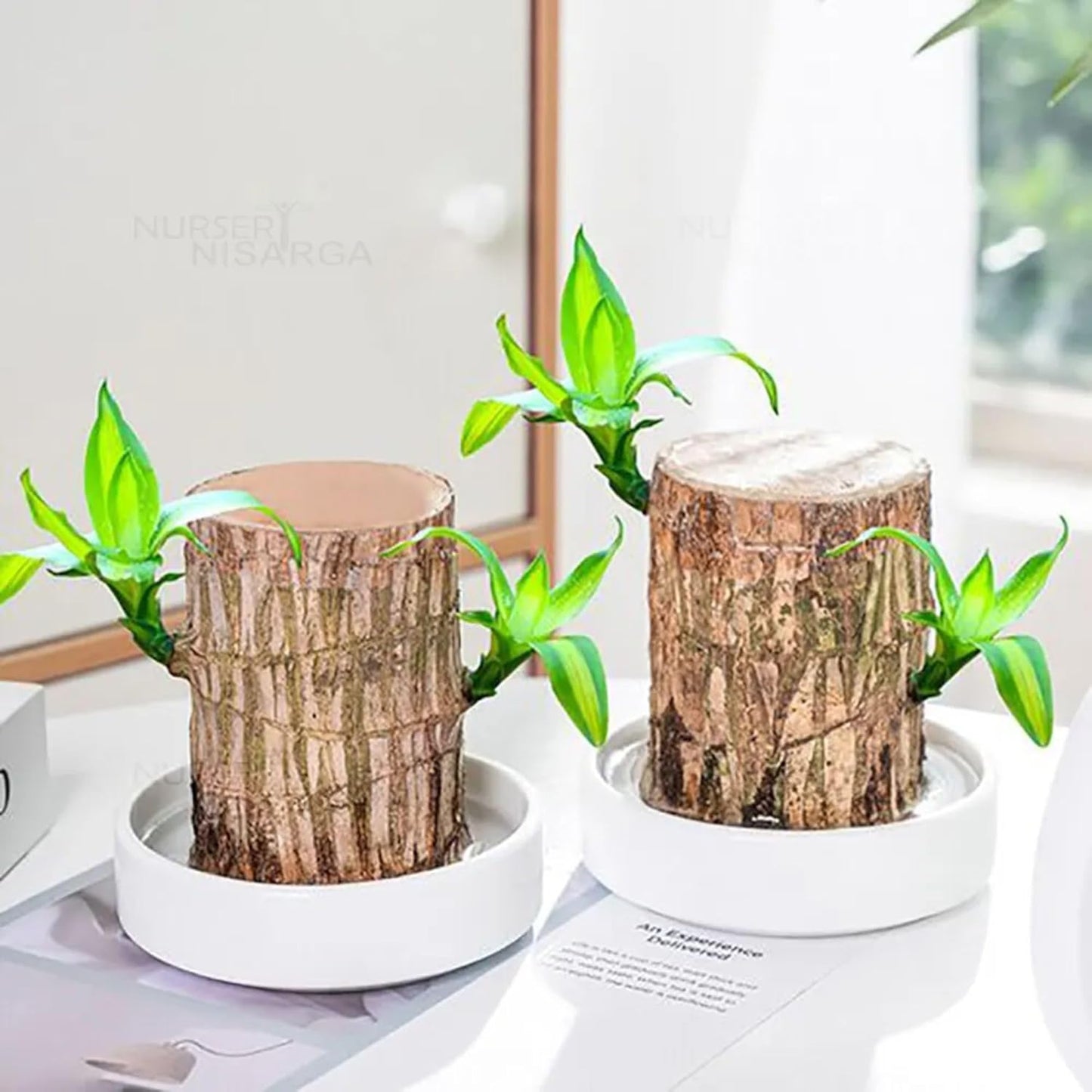 Green Lucky Brazil Wood Plant (Pack of 2) – Indoor Feng Shui Decor