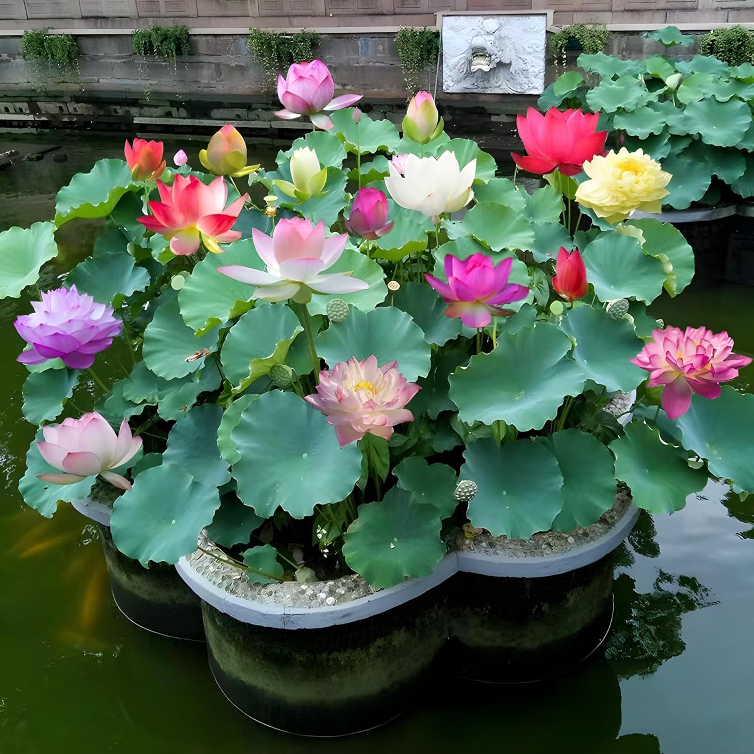 50 Lotus Flower Seeds For Home Garden Planting