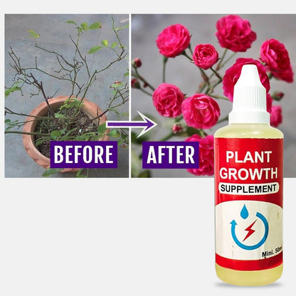 Buy Lotus 40 Seeds with Plant Growth Booster – Easy Germination